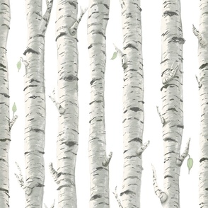 Birch Trees on White