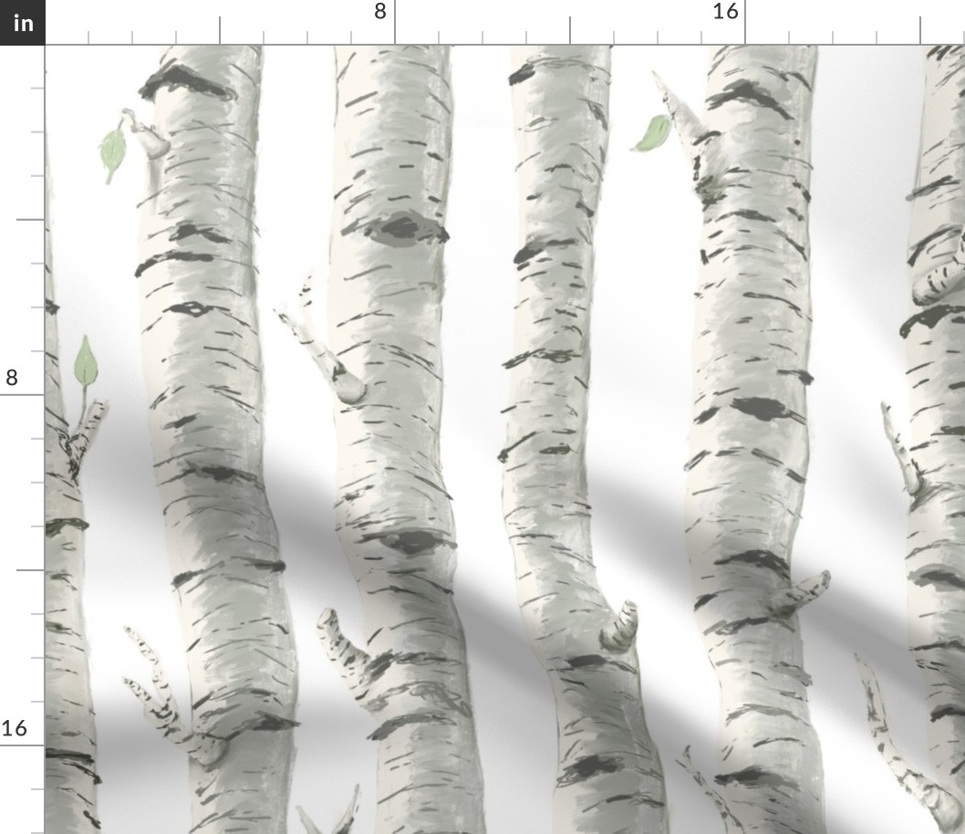 Birch Trees on White