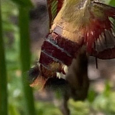 AJ HUMMINGBIRD MOTH ON WILD BERGAMOT-JUMBO