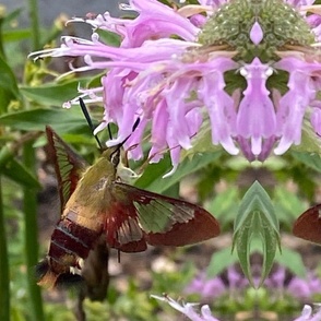 AJ HUMMINGBIRD MOTH ON WILD BERGAMOT-JUMBO