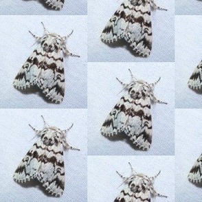 CK BLACK ZIGZAG MOTH-LARGE-HALF DROP