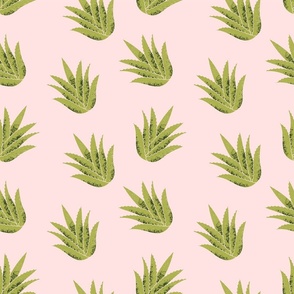 Aloe on a pink background