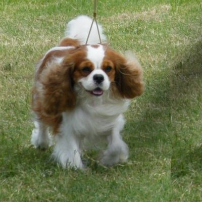 Cavalier Running