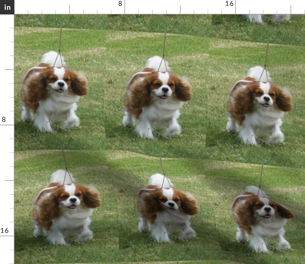 Cavalier Running