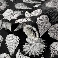 THALAMOPHORA SEA SHELLS - ERNST HAECKEL