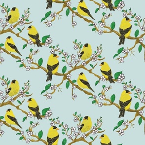 Gold Finches on Cherry Blossom