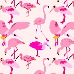 Pink Birds of the Everglades