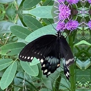 AJ BLACK SWALLOWTAIL ON PURPLE FLOWER-JUMBO