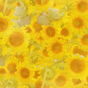 Sunflowers Soft 