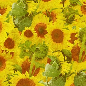 Sunflower Funflower
