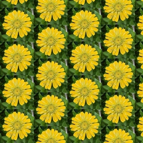 Sunny Zinnia Tile