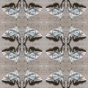 CK BOLD MEDICINE MOTH ON CONCRETE-JUMBO-MIRROR