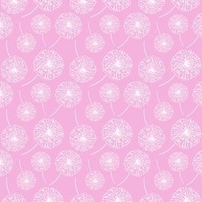 Dandelion clocks white on pink 2022 (small)
