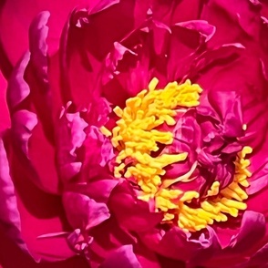 RED PEONY-JUMBO-MIRROR