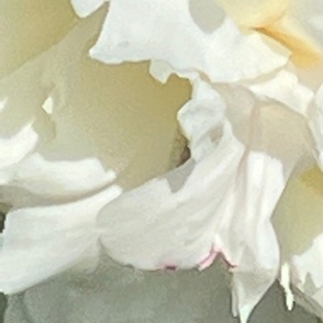 WHITE PEONY 2-JUMBO-MIRROR