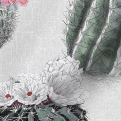 VINTAGE BLOOMING CACTI - MUTED RETRO, PINK BLOSSOMS