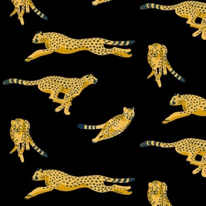 Cheetahs Running on Black