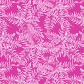 Small Pink Fern Plants on Hot Pink