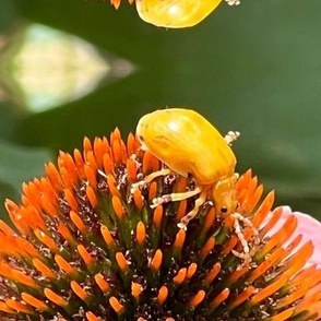 Yellow Beetle On Coneflower-JUMBO-MIRROR