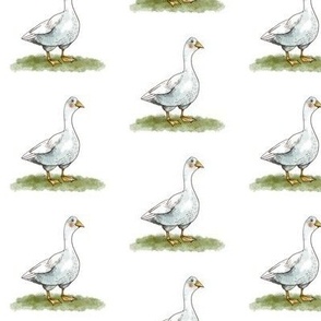 Cute white goose on white, farm animals on white