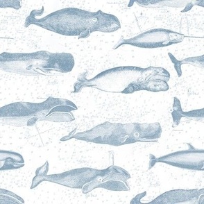 Vintage Whale Illustrations - White and Blue