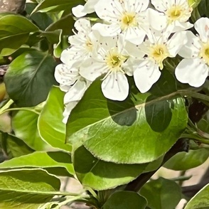 BARTLETT PEAR BLOSSOMS AND FOLIAGE-JUMBO-MIRRORED