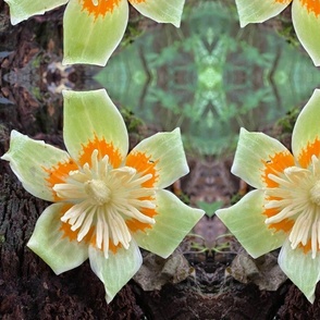 AJ LIRIODENDRON TULIPFERA FLOWER-JUMBO-MIRROR