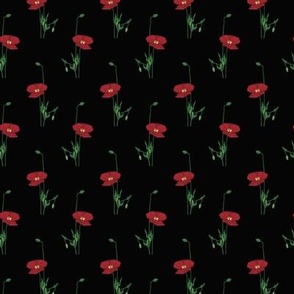 Flora Time // Normal Scale // Black Background // Wild Flowers // Red Poppy // Bright Flowers