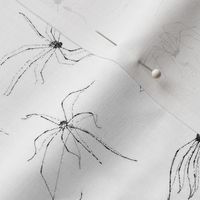 Daddy Long-Legs - Small White
