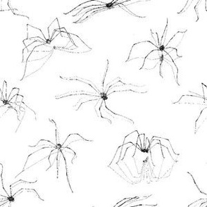 Daddy Long-Legs - Small White