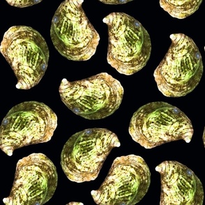 oyster shells on black