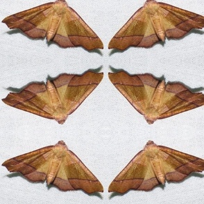 CK STRAIGHT-LINED OR SCORCHED WING PLAGODIS MOTH-JUMBO-MIRROR