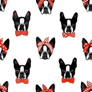 Boston terriers on white