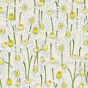 echinacea daisies - beige