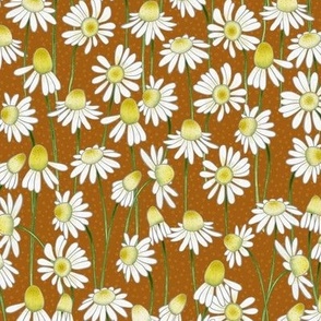 echinacea daisies - warm brown