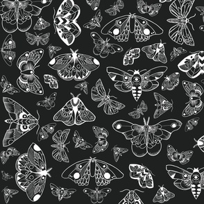 Hand Drawn Moths/ White Ink with Black Background