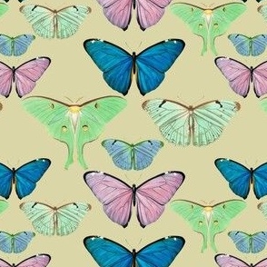 Butterflies and Moths