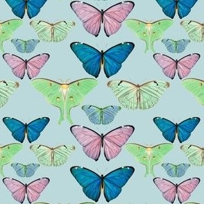 Butterflies and Moths on Blue