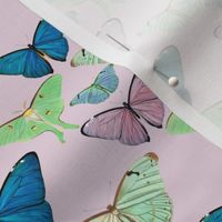 Butterflies and moths on pink