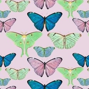 Butterflies and moths on pink
