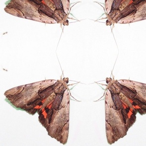 CK ILIA UNDERWING MOTH-JUMBO-MIRROR