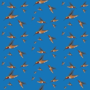 Hummingbirds in flight Blue