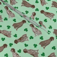 Tiny German Wirehaired Pointer - shamrocks