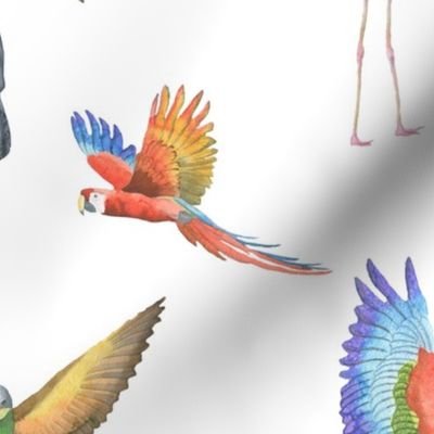 Watercolour Birds