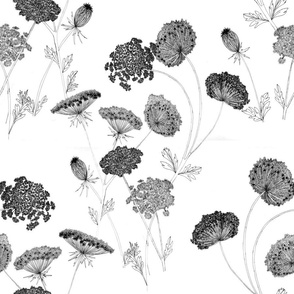 Queen Anne's Lace  Black and White