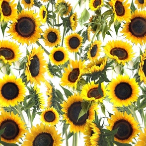 Sunflowers 