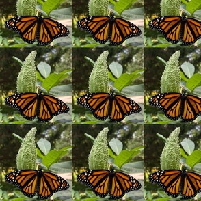 AJ MONARCH BUTTERFLY ON MILKWEED POD-LARGE-BASIC