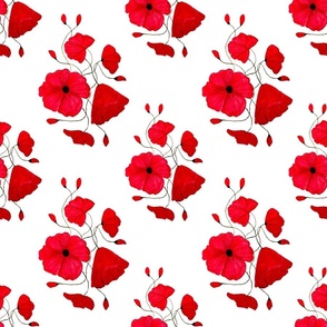 Red Poppies White Background