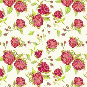 Roses with pale background