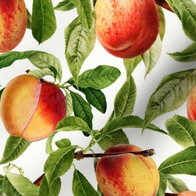 14" Nostalgic Yellow Peach Kitchen Wallpaper, Vintage Peaches Fabric,   Fall Home Decor, Fruit Harvest, white